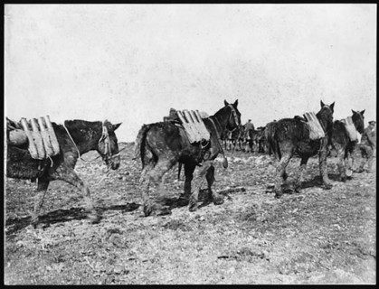 Ammunition is transported to the front lines using pack mules during World War I. Mules were essential for carrying heavy loads through difficult terrain, ensuring soldiers had the supplies they neede...