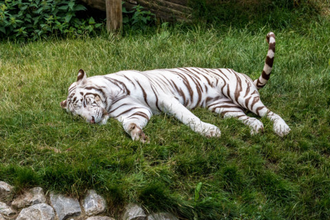 Broxbourne, Hertfordshire, UK. 28th July, 2015. Tigers are the largest of the world’s big cats and this magnificent animal, with its distinctive black stripes has had a dedicated to it since 2010 and ...