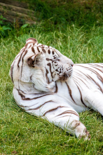 Broxbourne, Hertfordshire, UK. 28th July, 2015. Tigers are the largest of the world’s big cats and this magnificent animal, with its distinctive black stripes has had a dedicated to it since 2010 and ...
