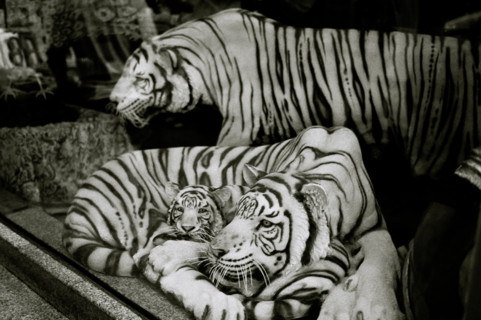 Tigers in Bangkok in Sukhumvit in Thailand in Far East Southeast Asia. Tiger Wildlife Nature Natural World Travel