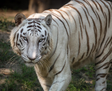 White Bengal tiger portrait close up head shot at a wildlife sanctuary in India.
