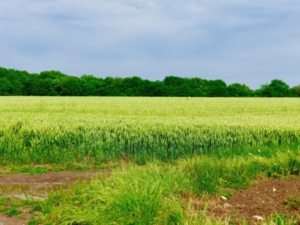 Wheat fields next to the Cimetière d'Auvers-sur-Oise, Auvers-sur-Oise cemetery where Vincent van Gogh and his brother Theo are buried. June 2017.