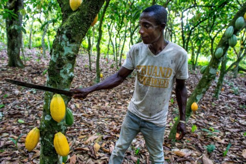 Cocoa harvest in a plantation near agboville, ivory coast