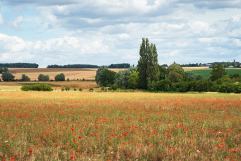 Beautiful rural view of farmland fields with poppy flowers and village houses at background. Ile-de-France, France. Countryside travel background.