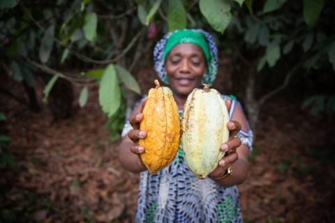 Close up of two cocoa pods held in the hand by a farmer, focus on the cocoa pods and background out of focus