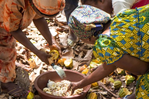 women farmers open cocoa pods to extract the beans, covered in white mucilage. Côte d'Ivoire