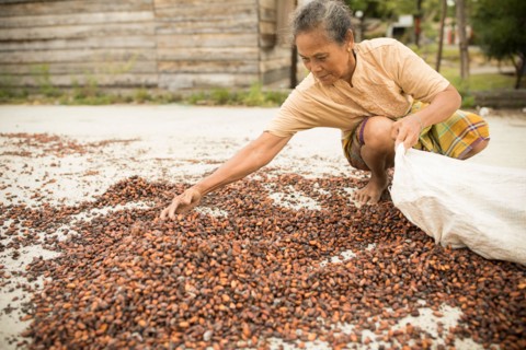Woman drying cocoa bean harvest in the sun on her small farm in West Sulawesi, Indonesia, Asia.