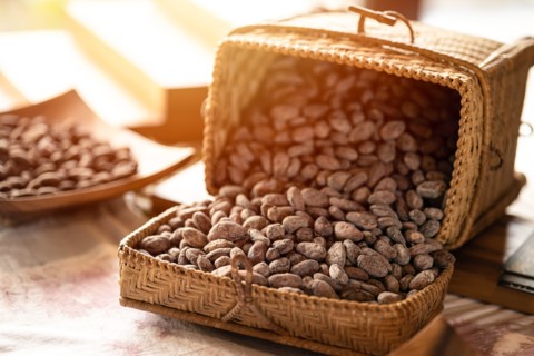 Cocoa bean, cocoa seed for dried for source material for making Chocolate