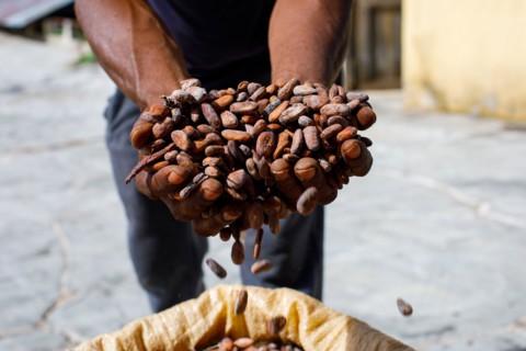 Cocoa beans in the hands of a farmer on the background of bags.