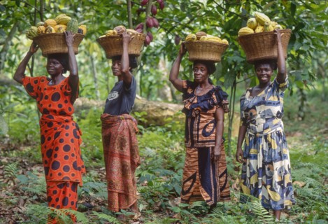 Ghana, Kumasi area Women with the picked cacao fruit.The cacao is very important for the export earnings.