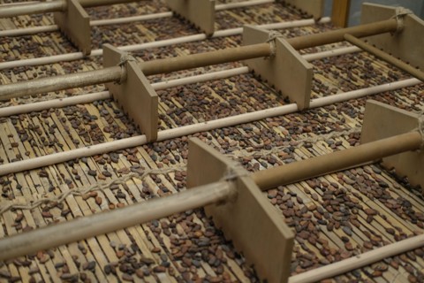 Close-up of cocoa beans and husk fragments on a wooden surface.