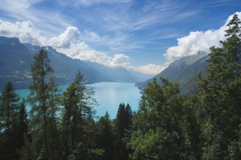 A stunning landscape shot looking down at the turquoise waters of Lake Brienz from a high elevation, with tall larch and fir trees in the foreground a