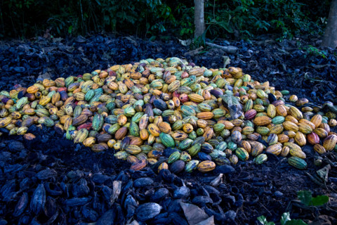 Ivory Coast. Cocoa harvest.