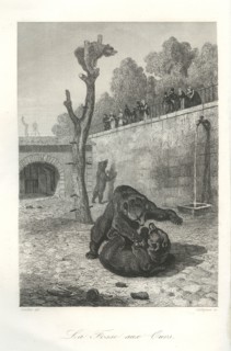 La fosse aux ours (du Jardin des Plantes)