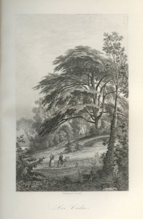 Les cèdres du Jardin des Plantes de Paris