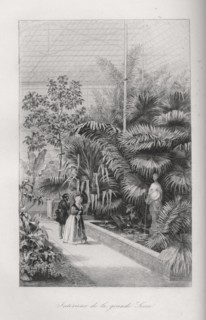 Intérieur de la grande serre du Jardin des Plantes de Paris