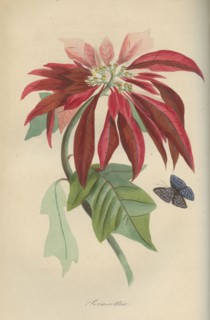 Poinsettia ou Etoile de Noël