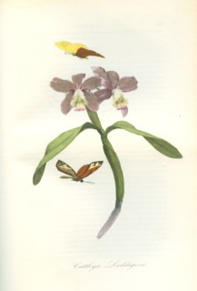 Orchidée Cattleya Loddigesii