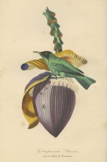 Grimpereau Pinson sur une fleur de bananier
