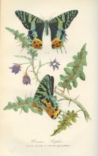 Uranie Riphée (Chrysiridia rhipheus) sur une branche de solanum pyracanthum