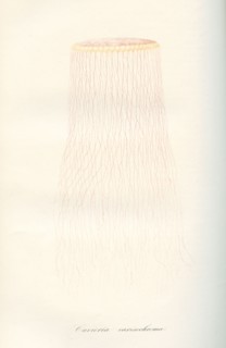 Cuvieria carisochroma