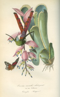 Oiseau mouche chatoyant sur un Tidlansia, et Vanessa Antigone
