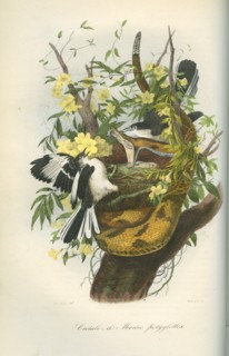 Crotale et merles polyglottes