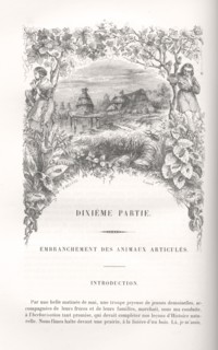 Paysage avec ruche