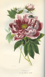 Cétoine sur une pivoine double