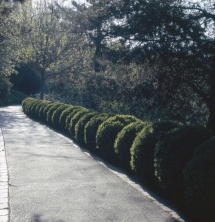 Belleville public garden in Paris