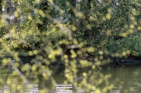 Bois de Boulogne