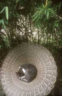 Chat dans le Quartier de la Mouzaïa à Paris