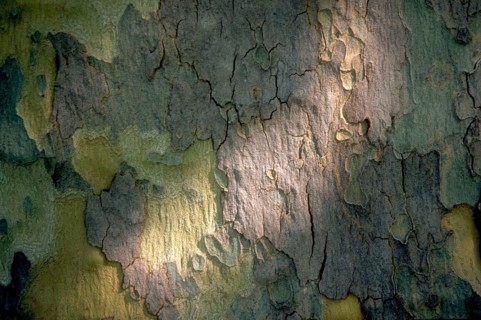 Arboretum de l'école du Breuil à Paris