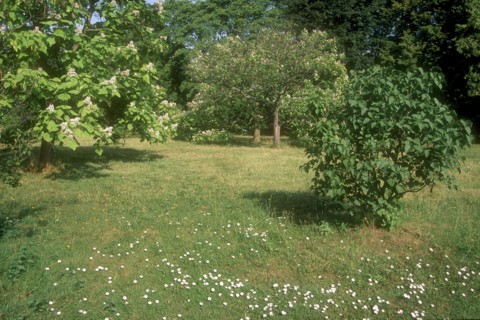 Arboretum de l'école du Breuil à Paris