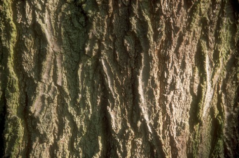 Arboretum de l'école du Breuil à Paris