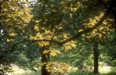 Arboretum de l'école du Breuil à Paris
