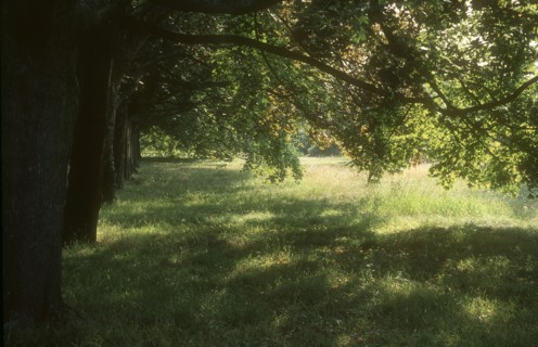 Arboretum de l'école du Breuil à Paris