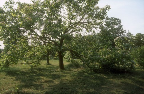 Arboretum de l'école du Breuil à Paris