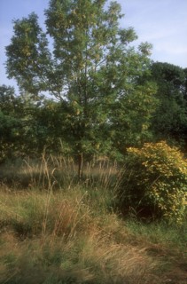 Arboretum de l'école du Breuil à Paris