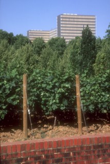Parc de Bercy à Paris