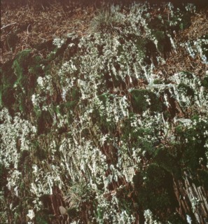 Arboretum de Roure (Alpes-Maritimes)