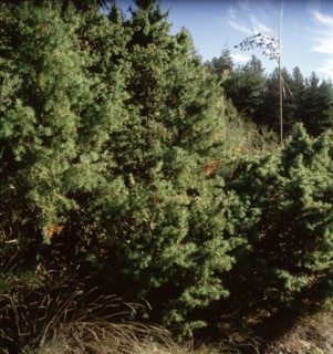 Arboretum de Roure (Alpes-Maritimes)