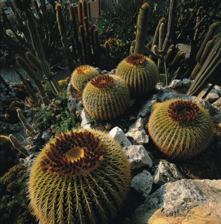 Monaco, Jardin exotique