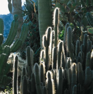 Monaco, Jardin exotique