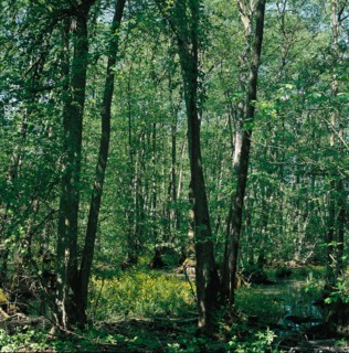 Parc du château de Marchais (Aisne)