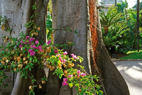 Monaco, jardin de la Petite Afrique, appartenant à la famille Grimaldi