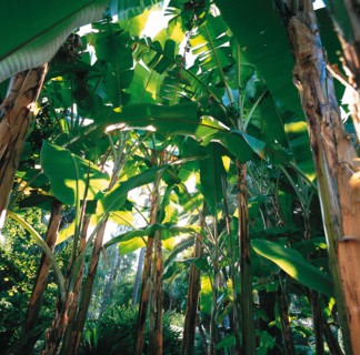 Monaco, jardin de la Petite Afrique, appartenant à la famille Grimaldi