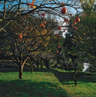 Domaine de Rocagel