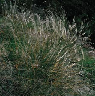 Arboretum de Roure (Alpes-Maritimes)