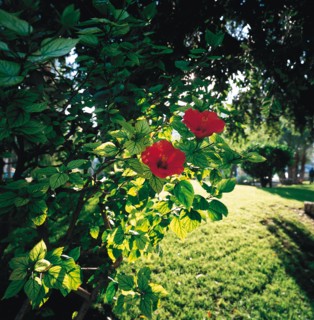 Monaco, Jardins Saint-Martin